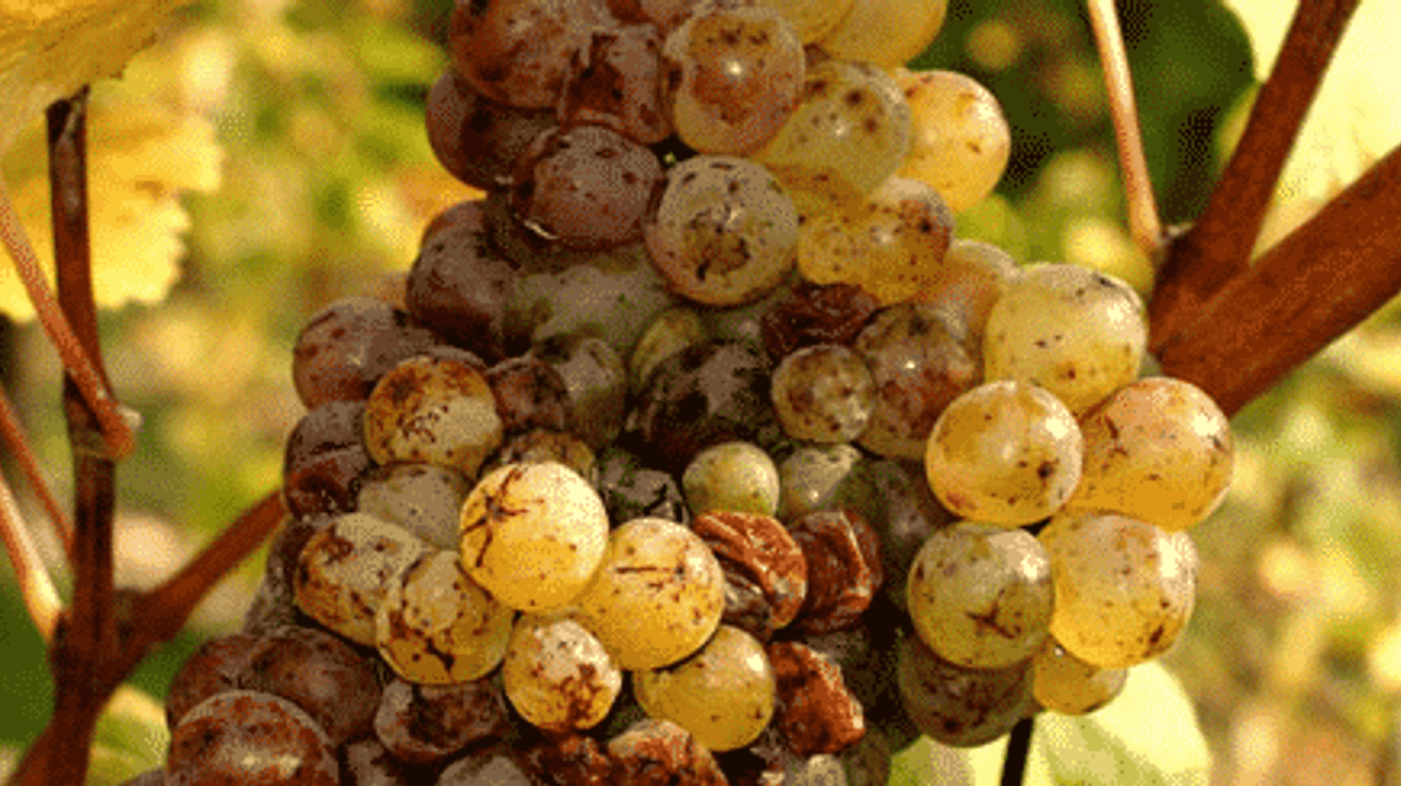 Domaine de Terrebrune
