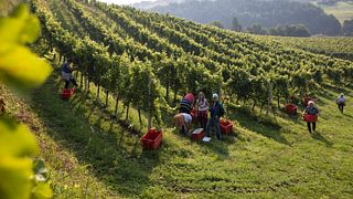 Dégustation de vins haut de gamme et visite chez Frešer