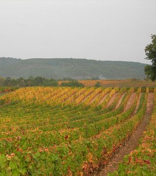 Domaine Les Roques de Cana