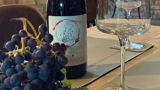 Degustazione di vini autentici presso la cantina di famiglia