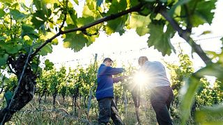 Vinprovning och rundtur på Weingut Höfling