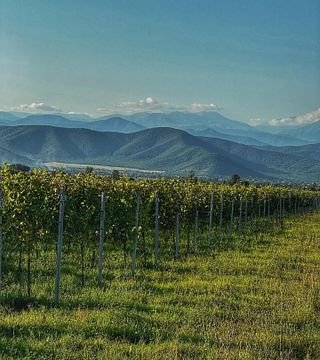 Vineyard Tour, Dinner & Stay at Marani Milorauli