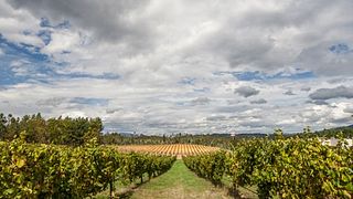 Degustazione di vini e tour a Quinta De Santiago