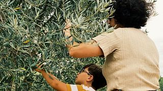 Dégustation de vin et d'huile d'olive : choisissez votre aventure | Masetplana