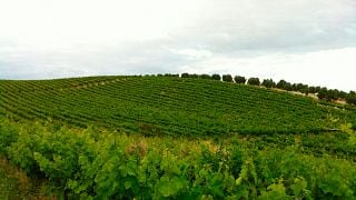 Wine tasting and tour at Bodegas Robles
