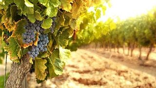 Vineyard visit and tasting | Domaine de Cardon