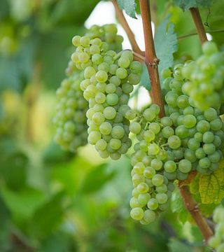 Azgranata Winery