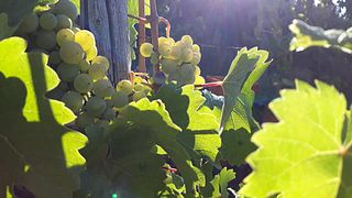 Cata de vinos y visita guiada en Wein+Gut Oster
