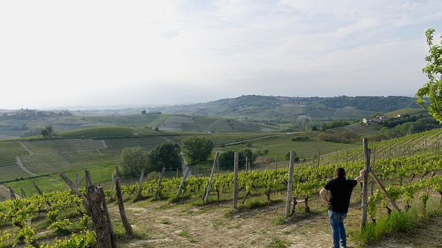 Dégustation de vins et visite à l'Azienda Agricola Rinaldi Vini