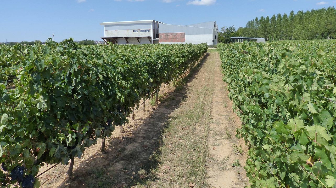 Bodega Y Viñedos Martín Berdugo