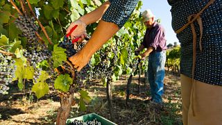 Dégustation exclusive à Bodega F. Schatz : exploration du vignoble, de la cave et dégustation de vins haut de gamme