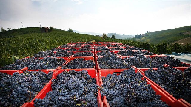 Vinprovning och rundtur på Terre del Barolo