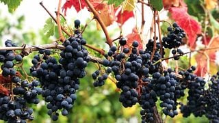 Tour gastronomico allo Chateau Des Tourtes