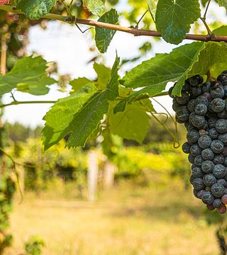 Test Winery: Momish - A Taste of Calabria
