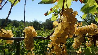 Friuli-Venezia Giulia: Borgo Conventi Wine Elegance
