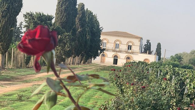 Verkostung, Führung und intelligentes Mittagessen | Tenuta Santo Spirito