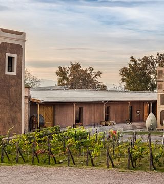 Dégustation de vin Mosquita Muerta