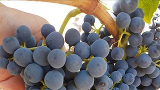 Degustazione di vini e visita alle Bodegas Ismael Arroyo-Valsotillo