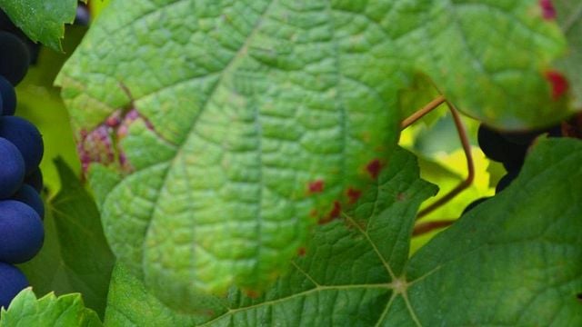 Dégustation de vins à Barbacana