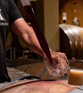 Cata de vinos y tour en La Dama