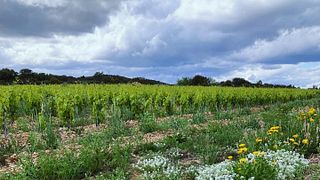 Domaine Olivier Pithon