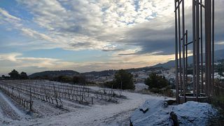 Colazione tipica catalana con degustazione di vini in una cantina artistica al Mas Blanch I Jové