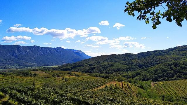 Primorska Wine & Vineyard Journey at Petrič
