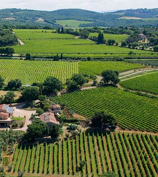 Dégustation de vins et visite de la cave Collemattoni