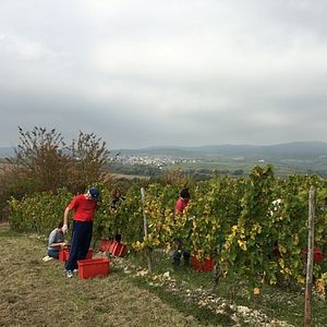 Boende och vinprovning på Weingut Werk2