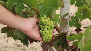 Vinruttstur - Valle de Guadalupe 