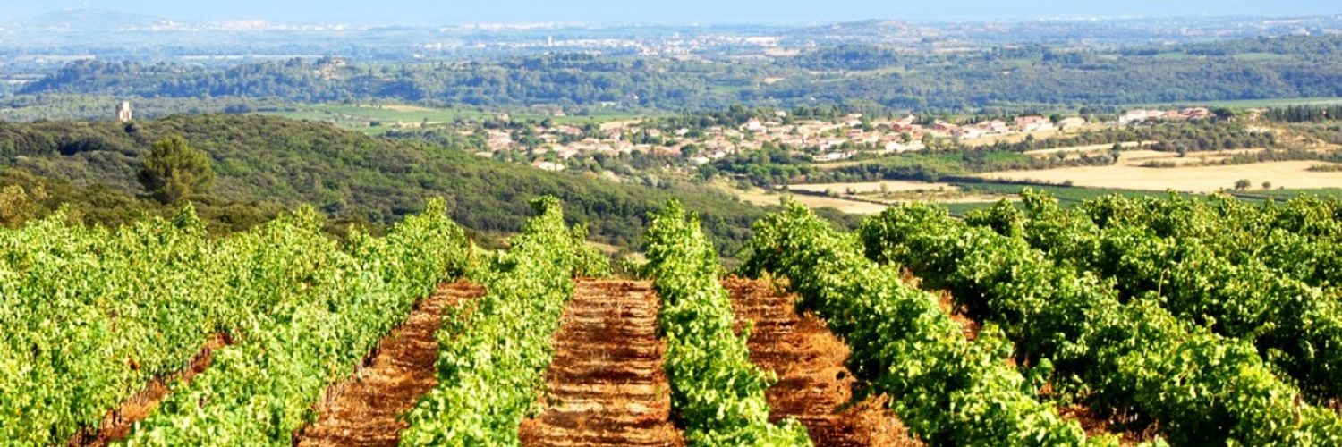 Vineyard-from-languedoc-1 Gsehch