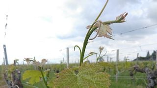 Cata de vinos en Vignobles Rousselot