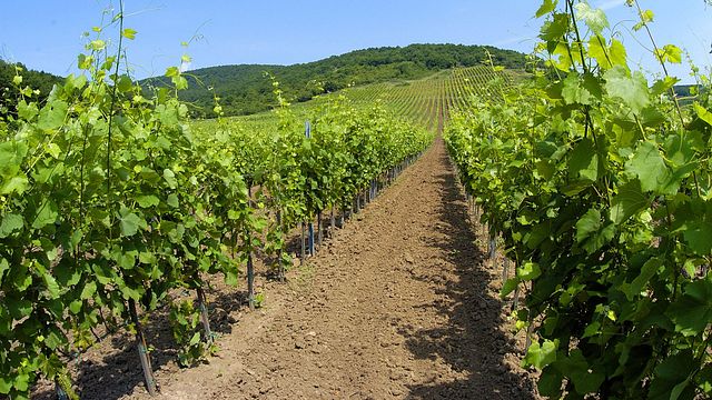Cata de vinos en la bodega Gotz