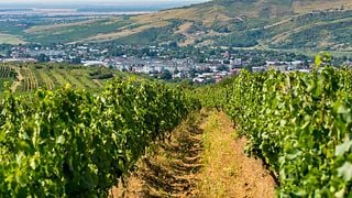 Degustazione di vini e visita a Basilescu