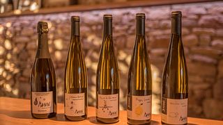 Cata de descubrimiento, de 5 a 10 vinos