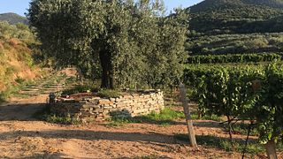 Tour completo del vino e degustazione presso l'azienda vinicola Tsikrikonis