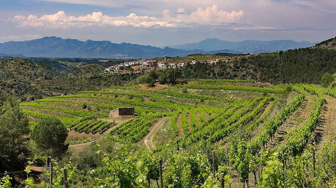 Tour Privado Priorat: Adegas Exclusivas, Vinhos e Campo Único