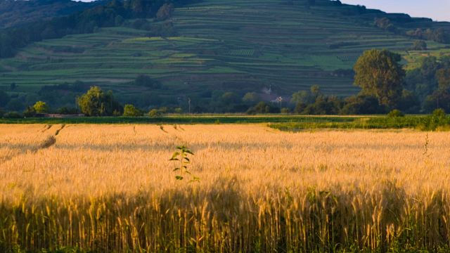 Visite des vins et dégustation au Weingut Bärmann