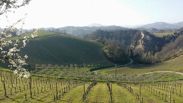 Dégustation et visite des vins de la Società Agricola Podere Riosto