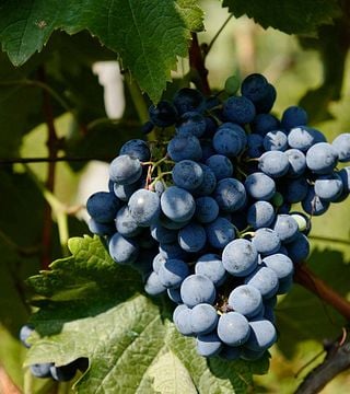 Degustação de vinhos premium e tour no Chateau Buera