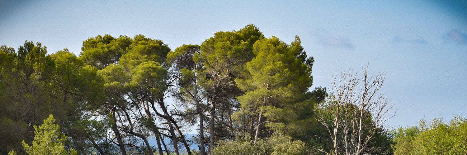 Massamier La Mignarde Landscape