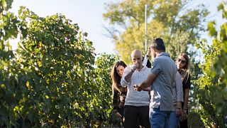 Degustazione e tour di vini a Borgo Turrito