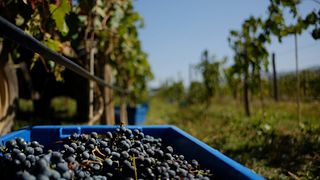 Premium-Weinprobe und Tour im Marani Sevsamora