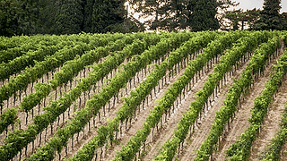 Tour della cantina e degustazione di vini presso l'azienda vinicola Roberto Venturi