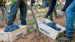 Central Valley Wine & Vineyard Escape at Gillmore