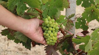 Wine Route Tour - Valle de Guadalupe 