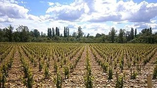 Domaine l'Or de Line