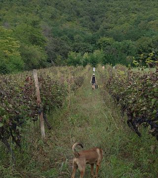 Dégustation de vins à la communauté de Temi
