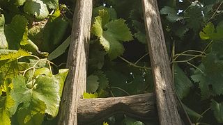 Uma história de 3000 anos atrás. Visite um dos vinhedos mais antigos do mundo | Cantine Bonaparte
