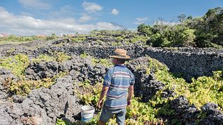 Vom Land zum Meer – Weinprobe bei der Pico Island Wine Cooperative – Picowines